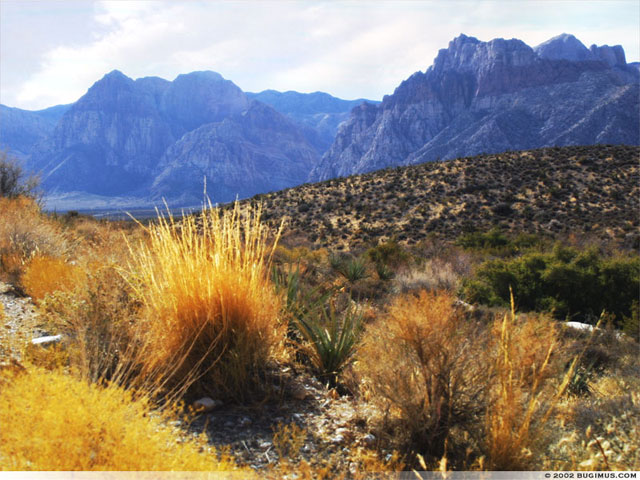 Desert Field