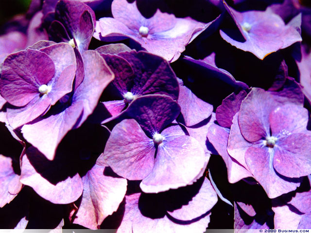 Hydrangeas